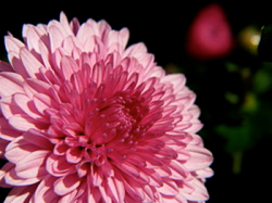 2014-05-04_pink_chrysanthemum