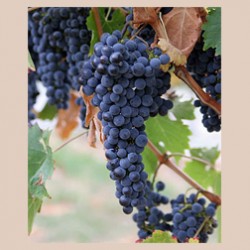 purple_grapes