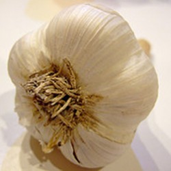 bulb_of_garlic