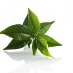 fresh_green_tea_leaves