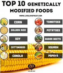 GMO Foods